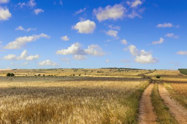 Yaz manzara. Alta Murgia Nationa Park: buğday tarlası. -(Apulia) İtalya-
