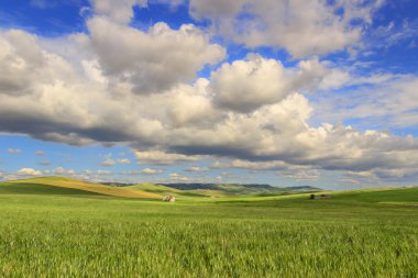 SPRINGTIME.Between Apulia and Basilicata.Hilly landscape with corn field immature, dominated by clouds.In the background farms and farmhouses.ITALY