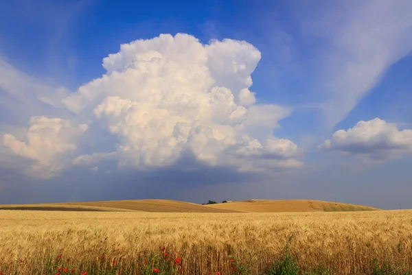 PAESAGGIO RURALE ESTATE Tra Puglia e Basilicata: paesaggio collinare con campo di grano dominato da una nuvola di cumulo.ITALIA — Foto Stock