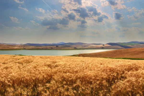 농촌 풍경 Summer.Between Apulia 그리고 바실리카 타: 농가 둘러싸인 곡물. 호수 Basentello, Poggiorsini (이탈리아) — 스톡 사진