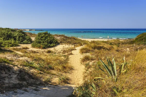 Nyári seascape: egy természetvédelmi terület, a Torre Guaceto.Brindisi (Puglia) - Olaszország - mediterrán bozótos: a természet szentély, a föld és a tenger között. — Stock Fotó