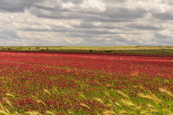 SPRINGTIME. Parque Nacional Alta Murgia: campo de flores roxas. (Apúlia) ITÁLIA . — Fotografia de Stock