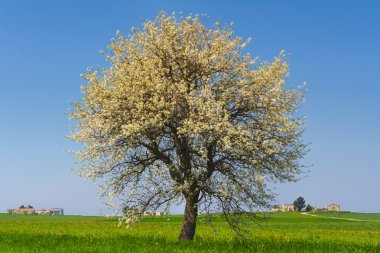 Puglia ve Basilicata arasında: Bahar buğday alan, yatay. Italy.Lone ağaç üzerinde Mısır alan olgunlaşmamış çiçek.