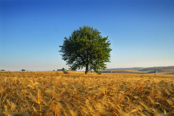 Sommerlandschaft.zwischen Apulien und Basilikata: Maisfeld im Morgengrauen. (Italien) — Stockfoto