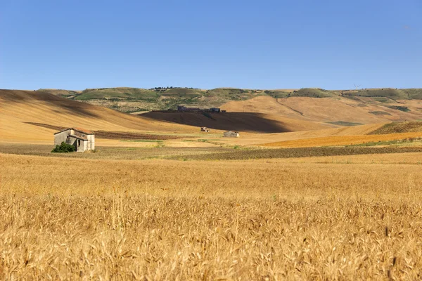 Sommer: ländliche Landschaft. zwischen Apulien und Basilikata: Hügel mit Getreidefeldern und Bauernhäusern. — Stockfoto