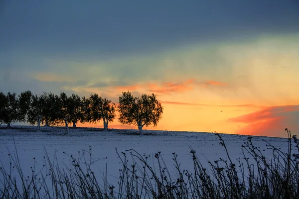 Сільських Апулії краєвид Winter.Between і Basilicata.Sunrise: маслиновий Гай snowy. -Італія- — стокове фото