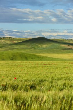 Apulia ve Basilicata.Hilly, yatay arasında cornfields. İtalya