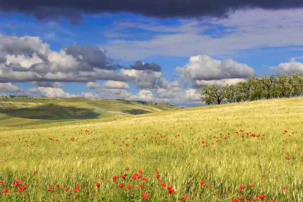 Apulia ve Basilicata.Hilly, yatay arasında cornfields. İtalya