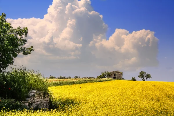 Αγροτικό τοπίο την άνοιξη. Τομέα της κίτρινα λουλούδια. Ιταλία (Απουλία) — Φωτογραφία Αρχείου