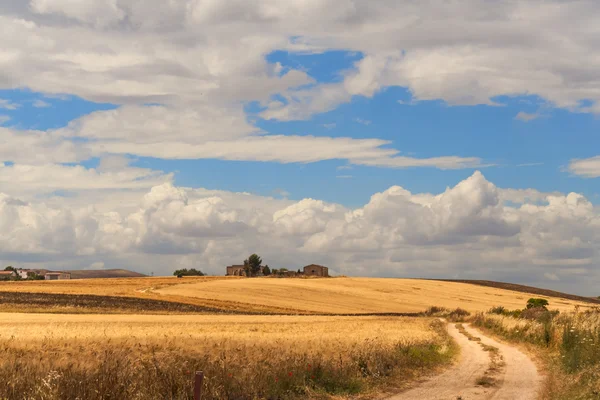 Landsbygdens landskap Summer.Between Apulien och Basilicata: spannmål fältet. Italien — Stockfoto