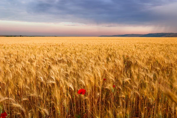 L'été. Paysage rural : champ de maïs avec pavot solitaire. ITALIE (Pouilles ) — Photo