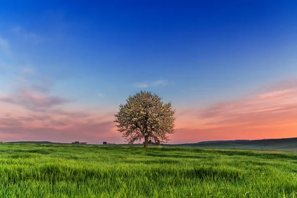 Між Апулії та регіоні Базиліката. Горбиста весни: sunrise з самотнє дерево в розквіті. Італія. — стокове фото