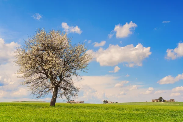 풀리아, 바실리카 타 사이: 봄 밀 필드와 풍경. 설익은 옥수수 필드 위에 꽃 Italy.Lone 트리. — 스톡 사진