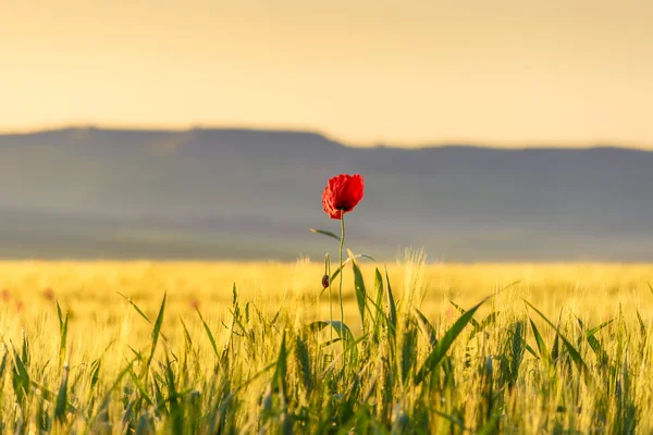 봄 날입니다. 새벽에 밭에 양 하 귀 론 비 풀리아 (이탈리아). — 스톡 사진
