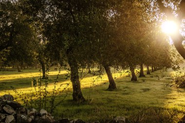 Kırsal manzara. Satır zeytin ağaçları şafak.-İtalya (Apulia)-