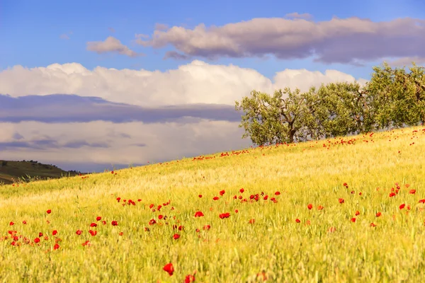 トウモロコシ畑とプーリアと Basilicata.Hilly 風景の間イタリア — ストック写真