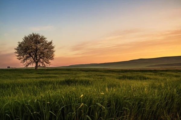 Між Апулії та регіоні Базиліката. Горбиста весни: sunrise з самотнє дерево в розквіті. Італія. — стокове фото