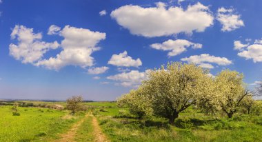 Bahar manzara. Ağaçlar çiçek ile Alta Murgia Milli Parkı: yol. -(Apulia) İtalya-