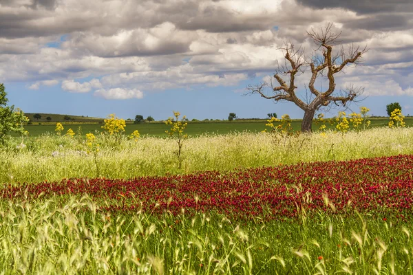 SPRINGTIME. Parque Nacional Alta Murgia: campo de flores púrpuras. (Apulia) ITALIA . —  Fotos de Stock