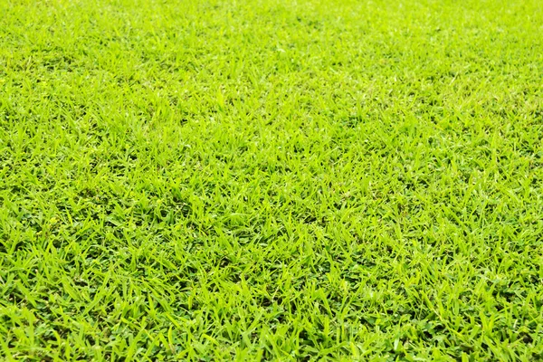 Close up green grass background — Stock Photo, Image