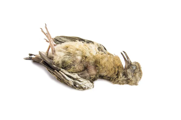 Dead bird close up, juvenile spotted dove, isolated on white background — Stock Photo, Image