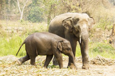 Bebeği ile kalan Asya anne fil 