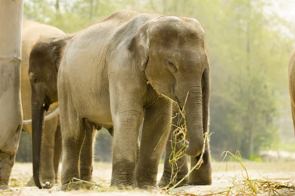 Baby asiatischer Elefant in einer Horde — Stockfoto