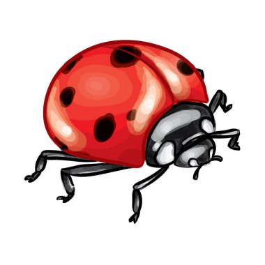 Bayan Böcek Eli Çizim Vektörü İllüstrasyonu