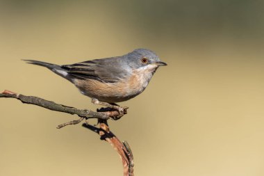 Erkek Subalpine ötleğeni, Sylvia Cantillans, bir dala tünemiş, odaklanmamış yeşil bir arka plana karşı