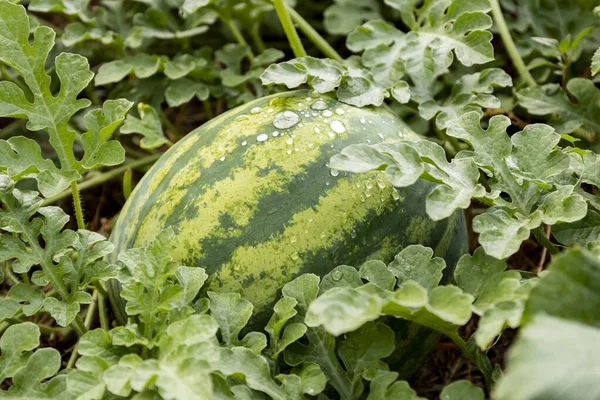 Gestreifte Wassermelone Die Ihrer Pflanze Wächst Und Reift Horizontalschuss — Stockfoto