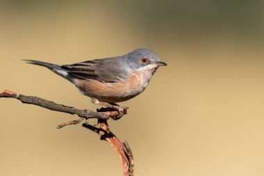 Erkek Subalpine ötleğeni, Sylvia Cantillans, bir dala tünemiş, odaklanmamış yeşil bir arka plana karşı