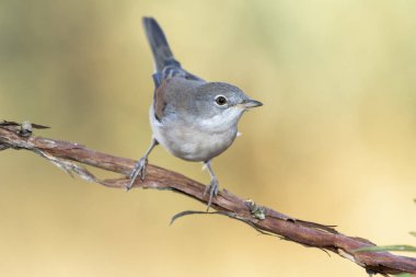 Odaklanmamış yeşil bir zemine karşı bir dala tüneyen yaygın Whitethroat (Sylvia Communis), Leon, İspanya