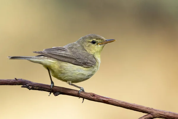 Melodiosa Parula Hippolais Polyglotta Appollaiata Ramo Uno Sfondo Verde Sfocato — Foto Stock