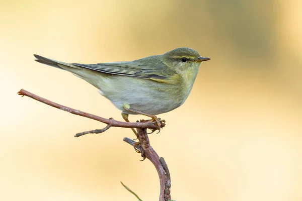 Willow Warbler Phylloscopus Trochilus Perched Branch Unfocused Green Background Leon — Stock Photo, Image