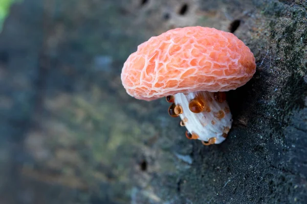 Taze Rhodotus palmatus mantarı ağacın ölü bir dalında yetişiyor. Leon, İspanya
