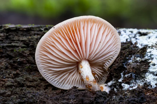 Cogumelos Rhodotus Palmatus Crescendo Tronco Uma Árvore Morta Vista Baixo — Fotografia de Stock