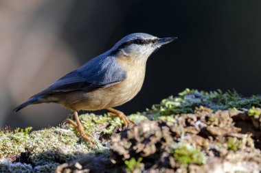 Avrasya tımarhanesi veya odun tımarhanesi (Sitta europaea) odak arkaplanı dışında koyu renk bir yosun ile bir kütüğe tünemiştir.