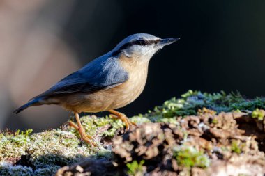 Avrasya tımarhanesi veya odun tımarhanesi (Sitta europaea) odak arkaplanı dışında koyu renk bir yosun ile bir kütüğe tünemiştir.