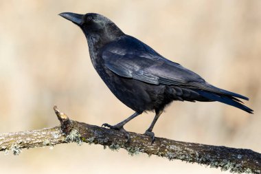 Carrion Crow (Corvus corone) odak arkaplanı dışında bir üniformaya karşı bir dala tünedi