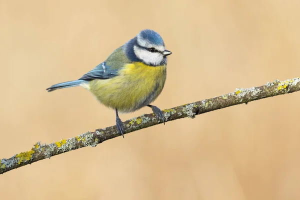 Blue Tit Cyanistes Caeruleus Single Bird Branch Unfocused Ocher Background — Stock fotografie