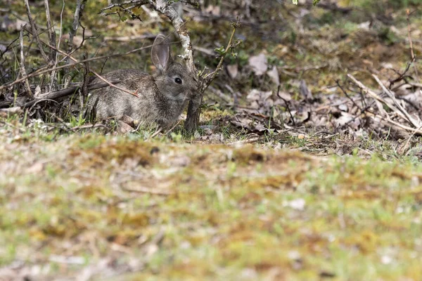 Gemeines Kaninchen Oder Europäisches Kaninchen Oryctolagus Cuniculus Das Sich Zwischen — Stockfoto