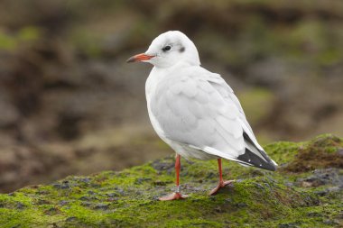 Siyah başlı martı (Chroicocephalus ridibundus) yeşil alglerle kaplı bir kayanın üzerine tünemiştir. Asturias, İspanya.
