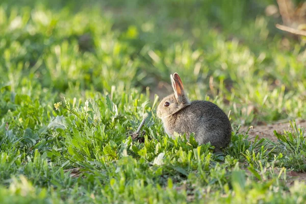 Κοινό Κουνέλι Ευρωπαϊκό Κουνέλι Oryctolagus Cuniculus Σίτιση Στο Λιβάδι Leon — Φωτογραφία Αρχείου