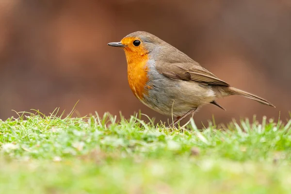 欧洲知更鸟 Erithacus Rubecula 栖息在草地上 背景不集中 西班牙 — 图库照片