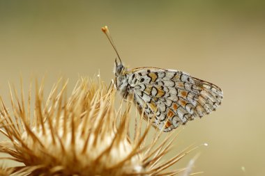 Melitaea phoebe thistle üzerinde tünemiş