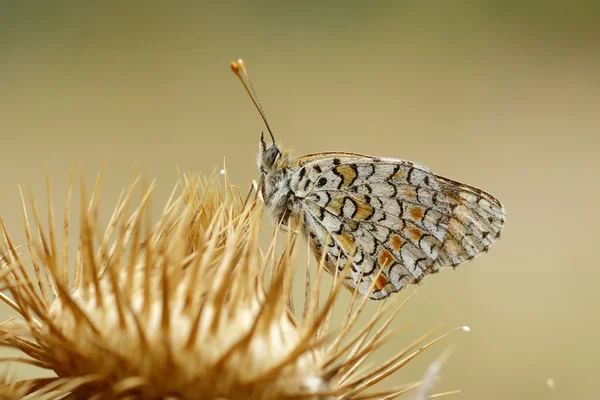 Melitaea phoebe thistle üzerinde tünemiş
