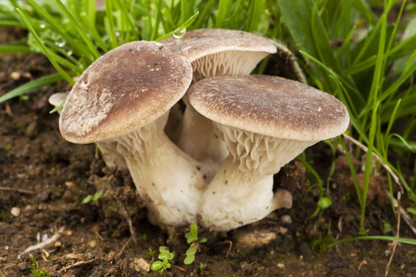 Pleurotus eryngii wächst im Boden — Stockfoto