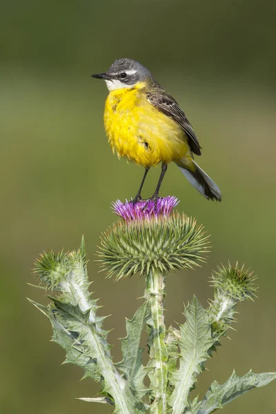 Motacilla flava, Sarı kuyruksallayan, mavi başlı kuyruksallayan, Europe