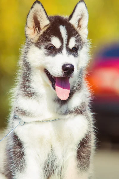 Retrato de um cachorro Husky siberiano closeup. passeio de cachorro — Fotografia de Stock