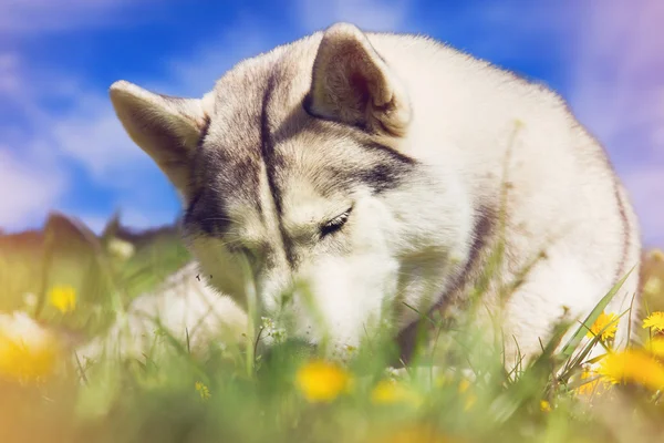 Perro. Retrato de Husky siberiano . —  Fotos de Stock